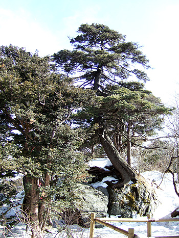 살아 천년,죽어 천년이라는 주목을 바라보면 오랜 세월을 버텨 온 강인한 생명력이 느껴진다. 